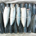 Frozen Gutted Tailed Pacific Mackerel HGT For Canned